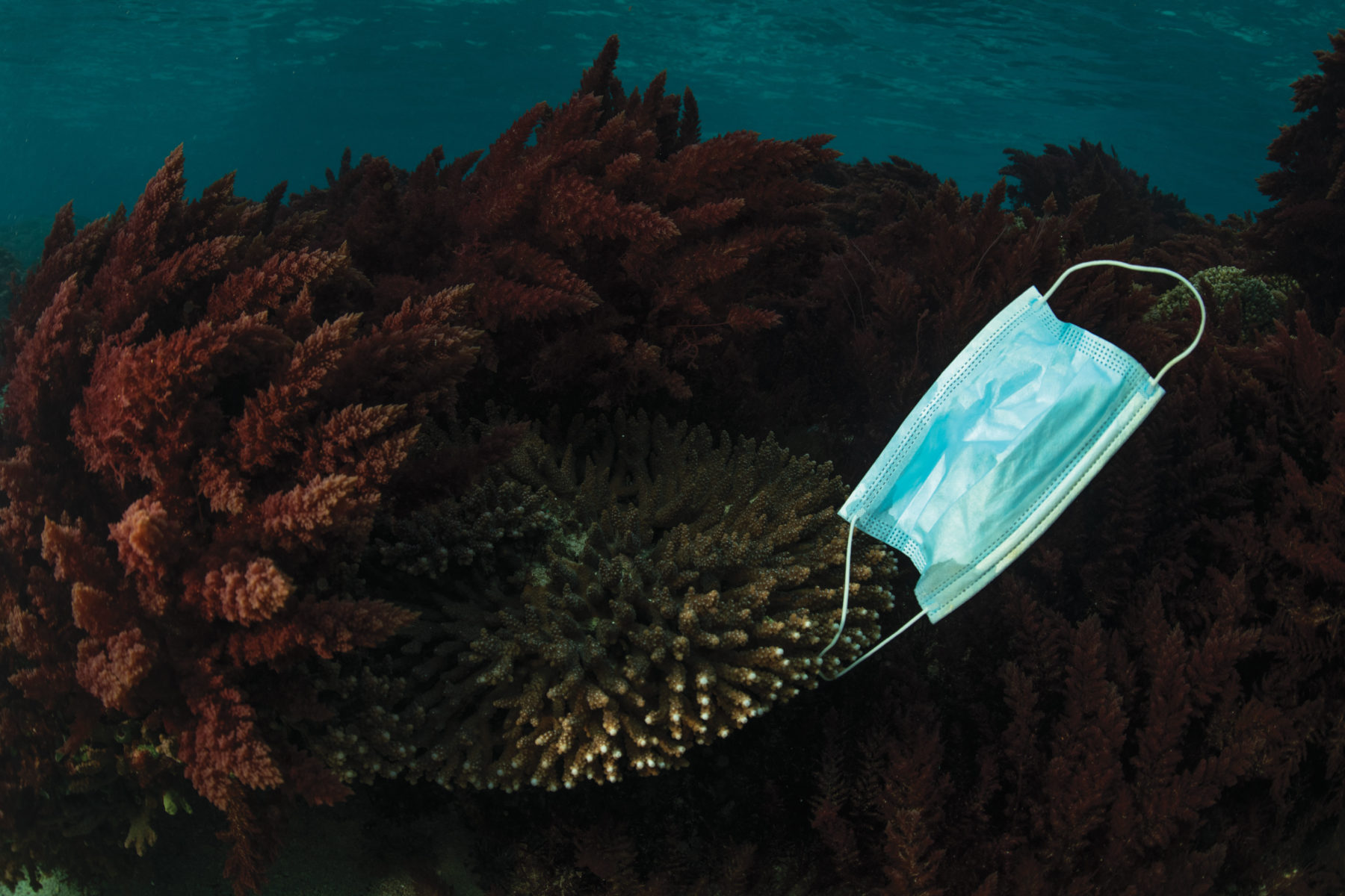 Covid’s ecological cost